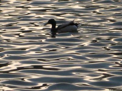 evening duck