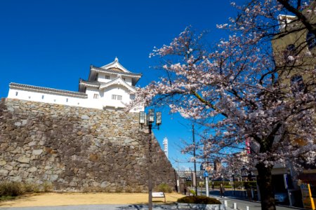 SAKURA 2014