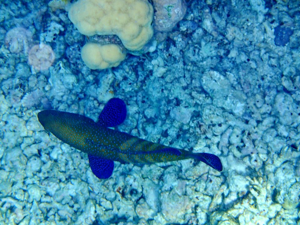 GreatBarrierReef Fish 19 20190919