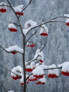 Snow nature redcurrant