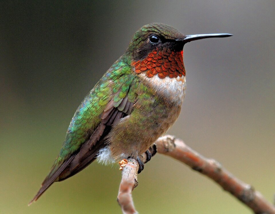Nature hummingbird flight