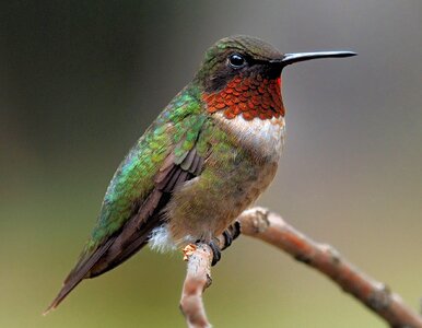 Nature hummingbird flight photo