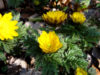 フクジュソウ[福寿草][Adonis ramosa]