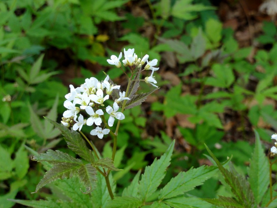 コンロソウ[崑崙草][Cardamine leucantha]