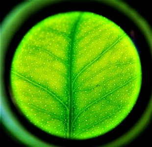 photosynthesis