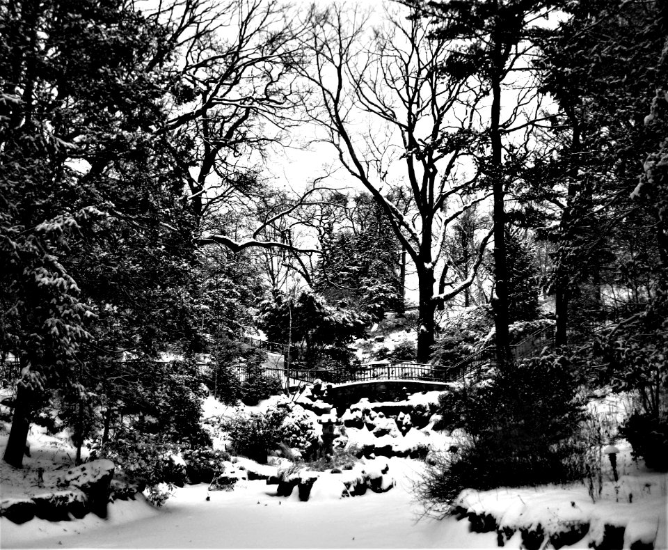 High Park in winter