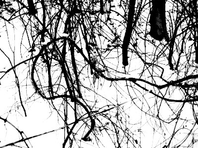 nature & J Pollock