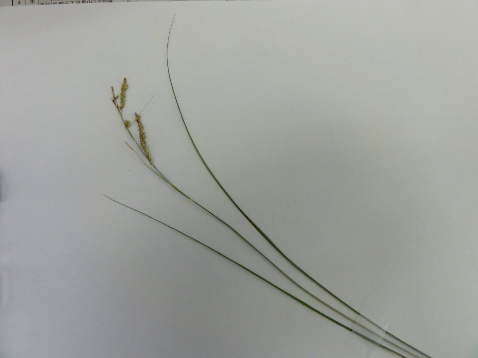 ナキリスゲ[菜切り菅][Carex lenta D.Don ex Spreng.]-全体