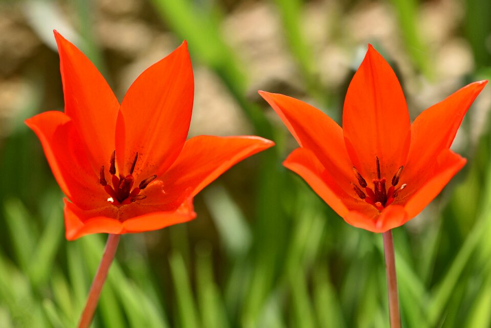 Spring flowers flowers red