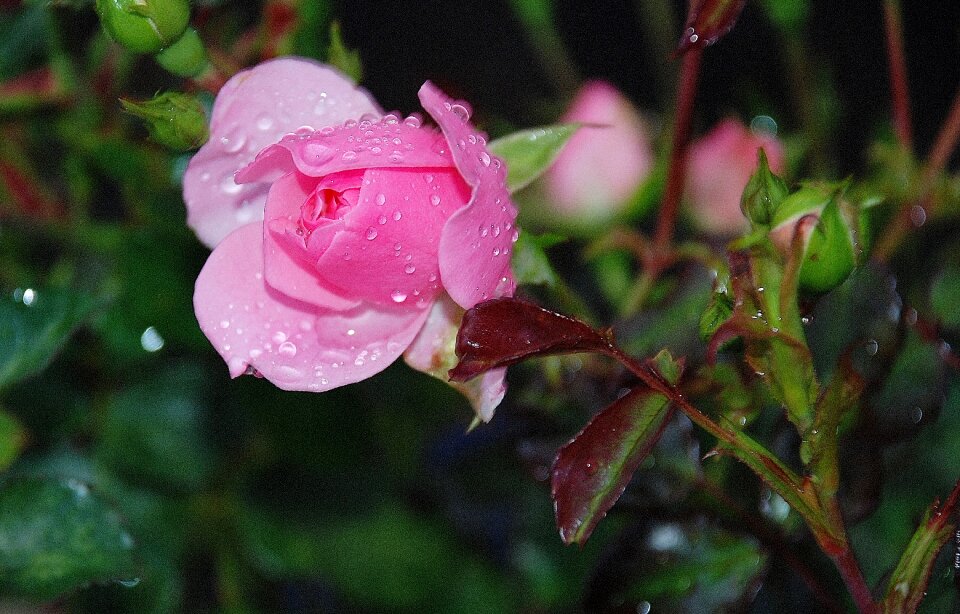Nature floral plant