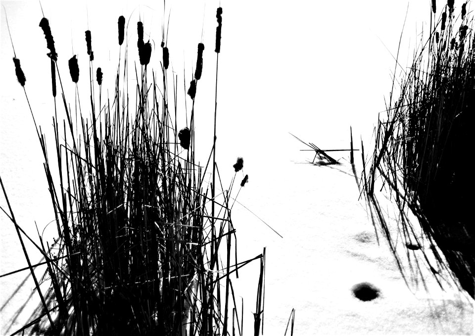 black hole in white