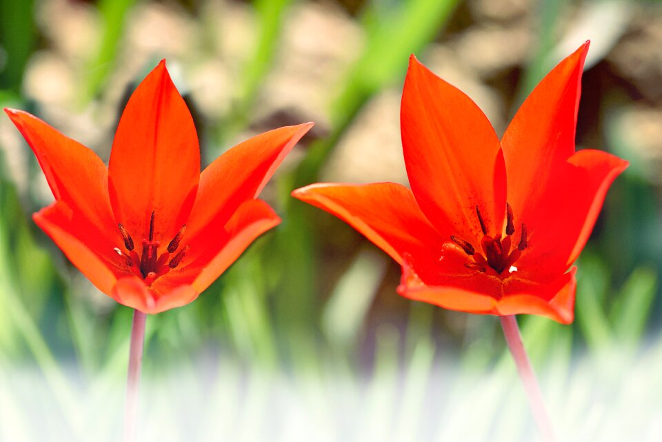 Blossom bloom flowers