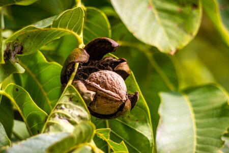 Nuts brown tasty