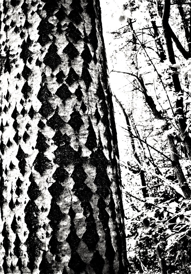 tree bark with diamonds