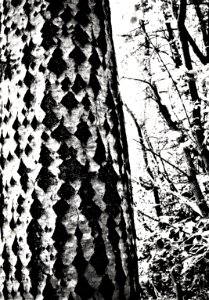 tree bark with diamonds