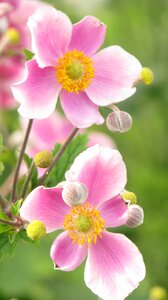 Flower spring plant