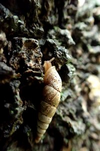 キセルガイ [煙管貝] [door snails] [Clausliidae Sp.]