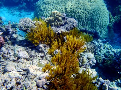 GreatBarrierReef CoralGarden 15 20190919