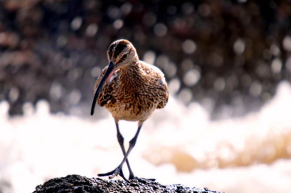 Senegal eurasian curlew animal