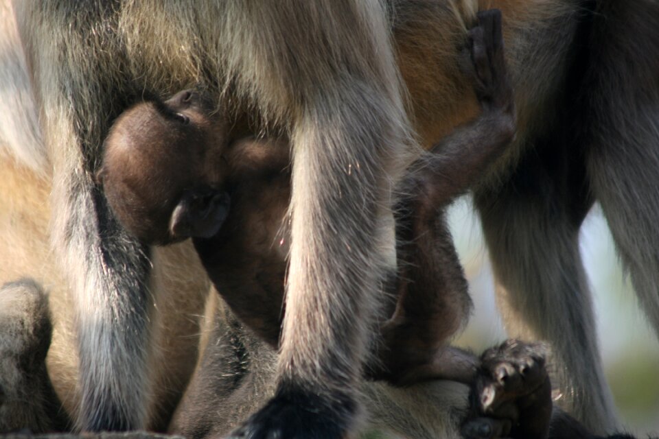 Baby animals mother cling