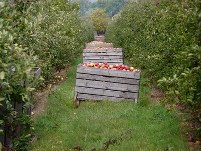 Plantation fruits autumn