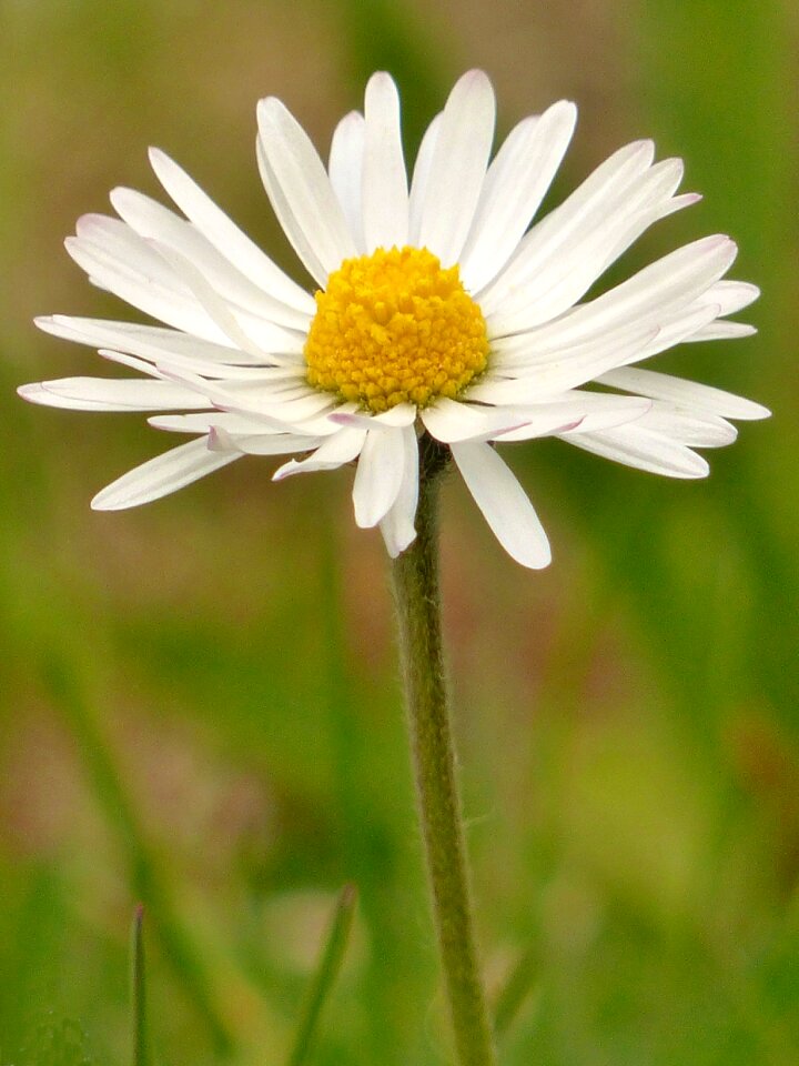 Close up white wild flower