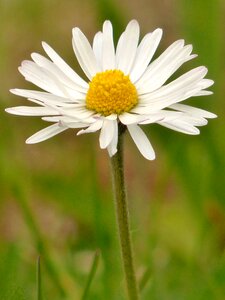 Close up white wild flower photo