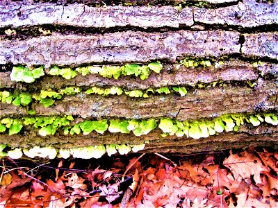 forest floor
