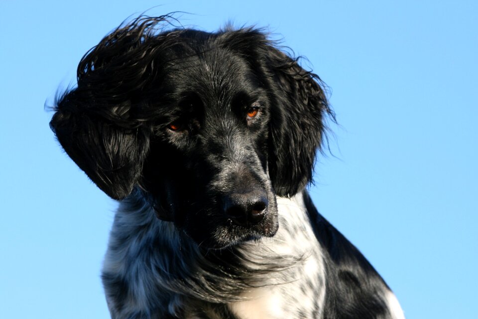 Canine attentive looking