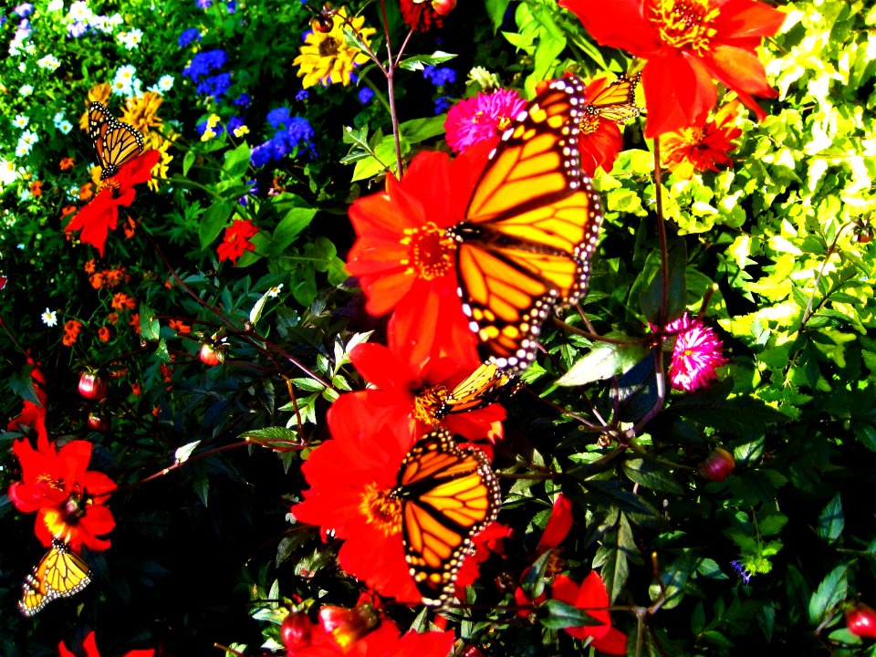 Monarch butterflies