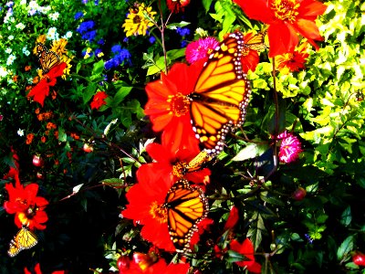 Monarch butterflies