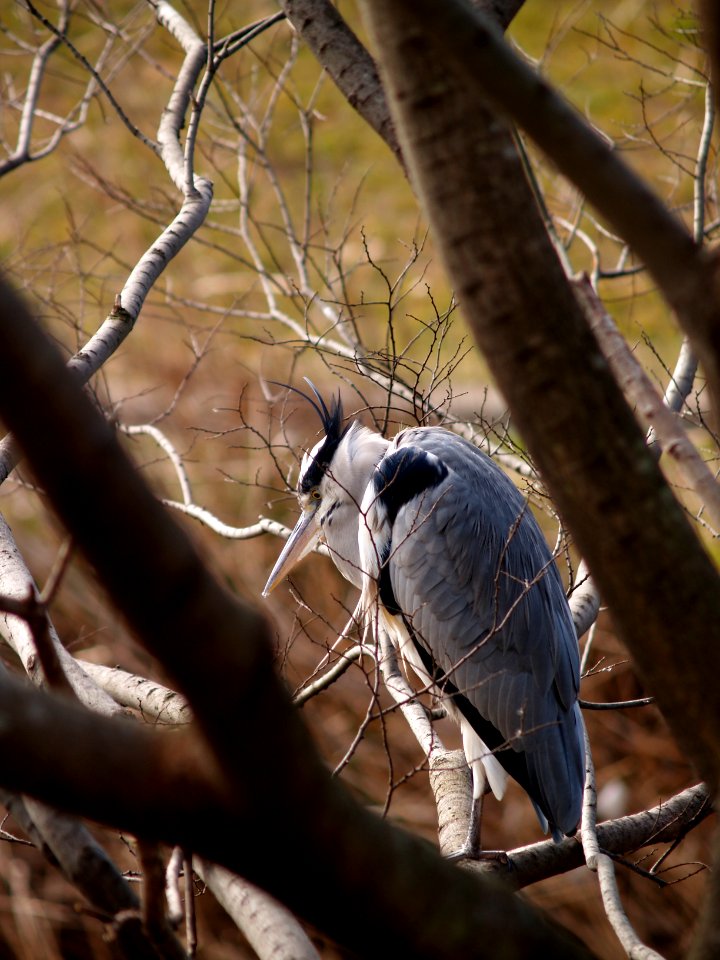 アオサギ[蒼鷺][Ardea cinerea][Grey heron]