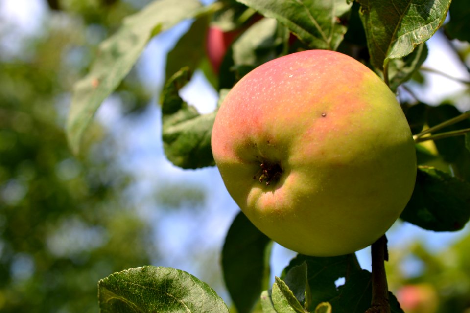 Apple