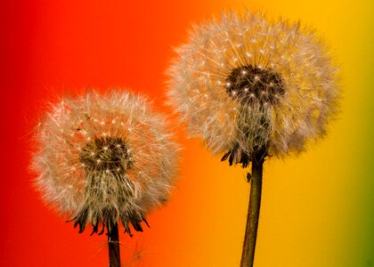 Taraxacum backlighting pollen