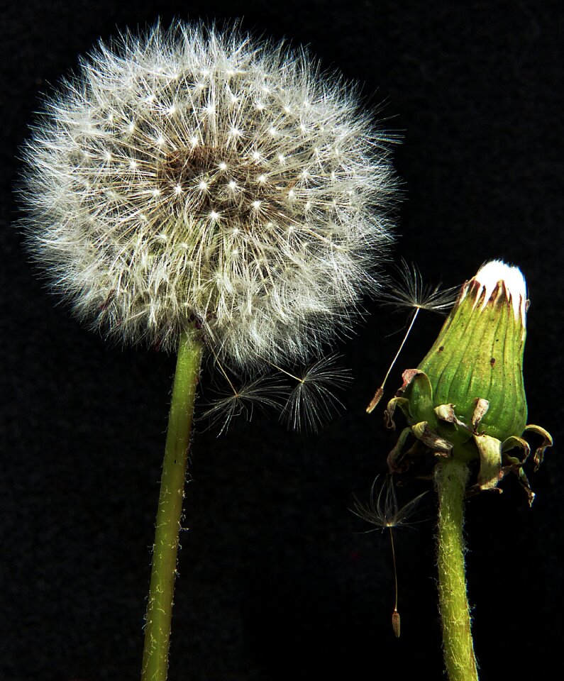 Macro fragile bloom