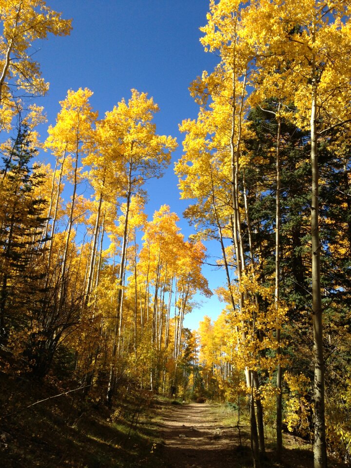 Autumn gold leaves