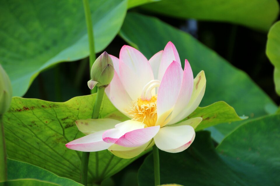 August aquatic plant hardy