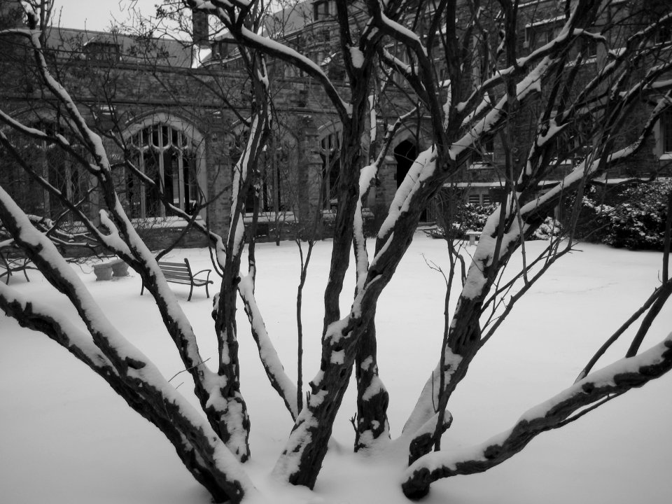 wintertree7