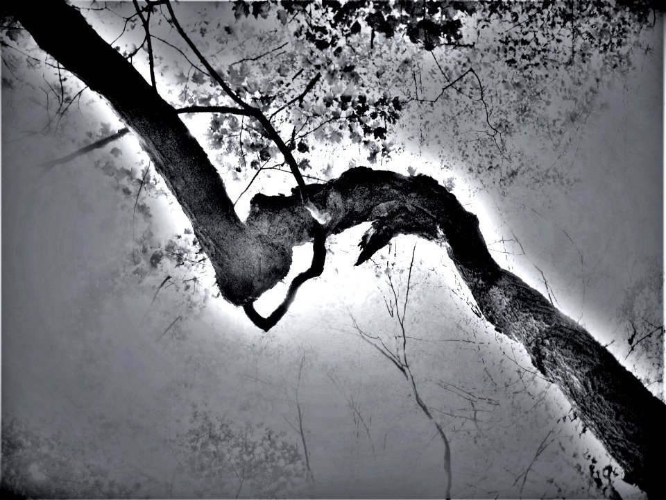 trees4