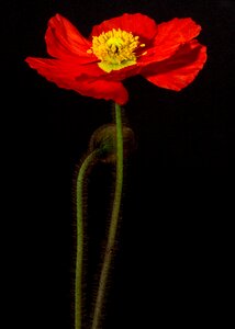 Macro iceland poppy mohngewaechs