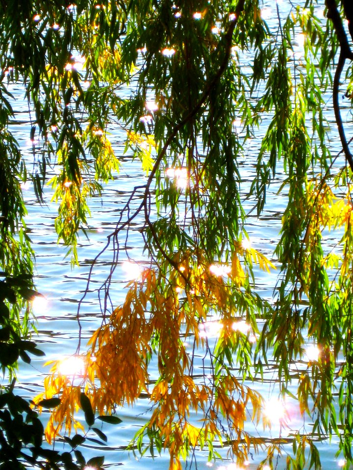 HIGH PARK VII