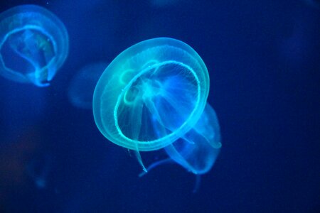 Sea creatures biology fluorescent photo