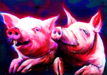 year of the pig