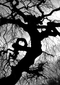 wintertree5