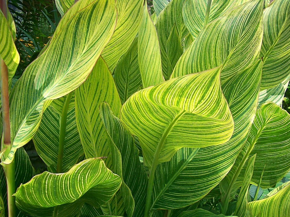 Botanical garden plants green