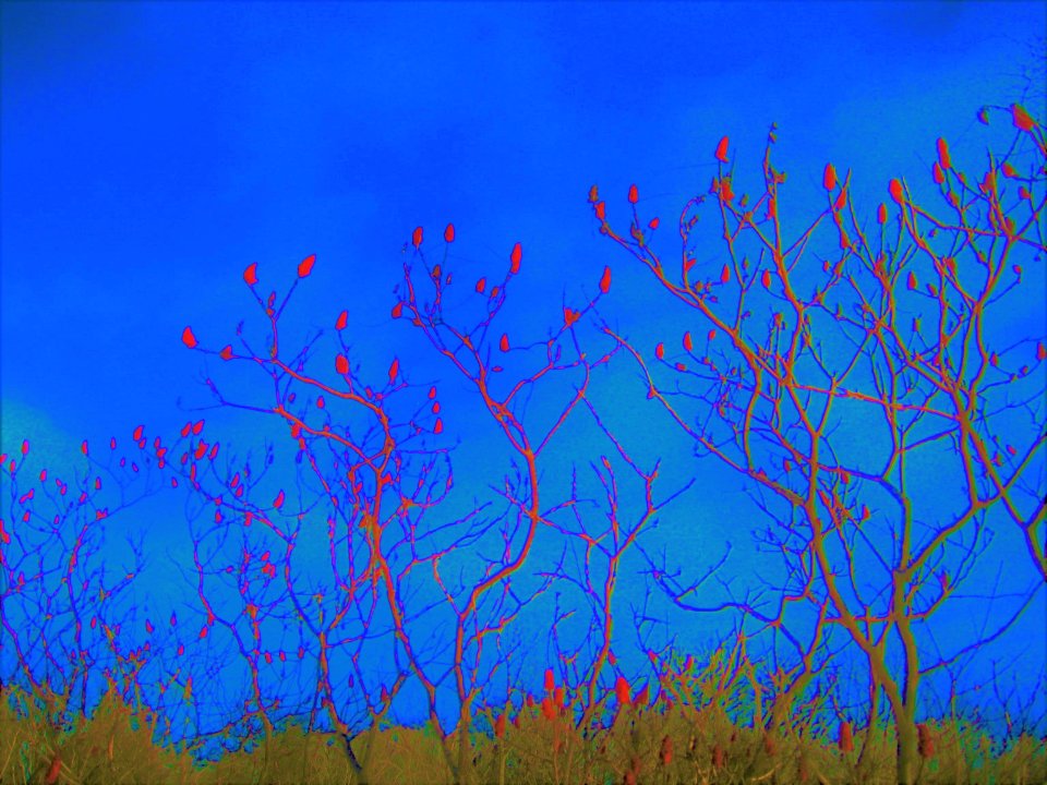 staghorn sumac