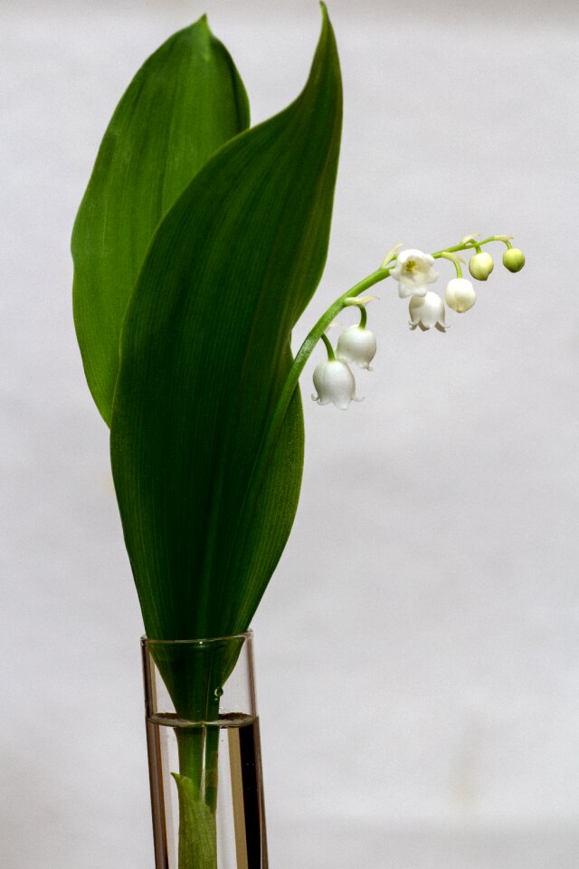 White bell flower