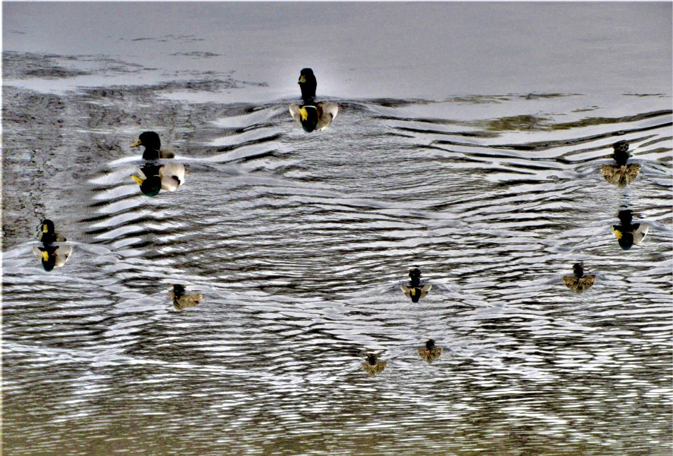 duckies