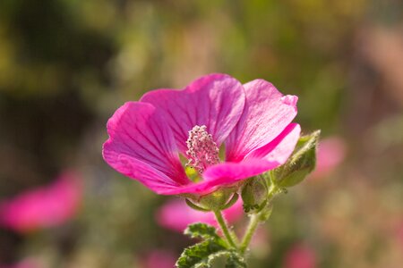 Bloom flower pink flower photo