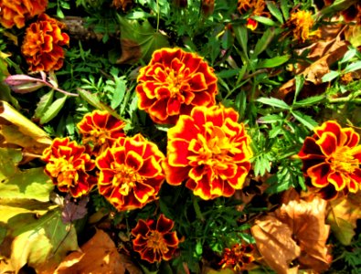 last flowers of the season 1
